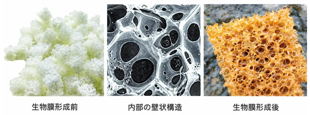 QCL-MBBR 多孔質構造